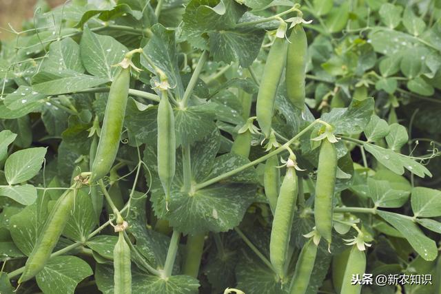 青蚕豆、青毛豆、青豌豆，1年3熟高效种植技术，菜农福音