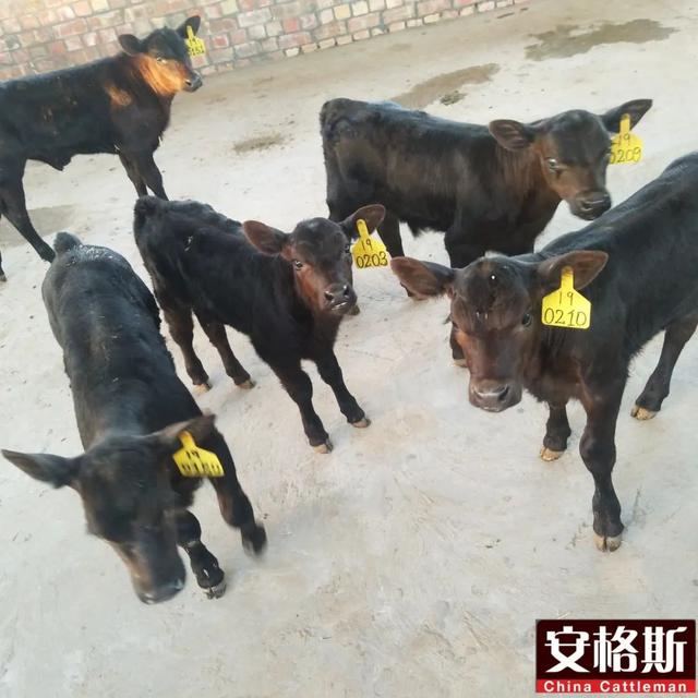 新疆南部地区安格斯牛饲养实践