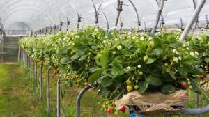 草莓种植密度(草莓种植技术｜草莓对生长环境条件的要求及管理)