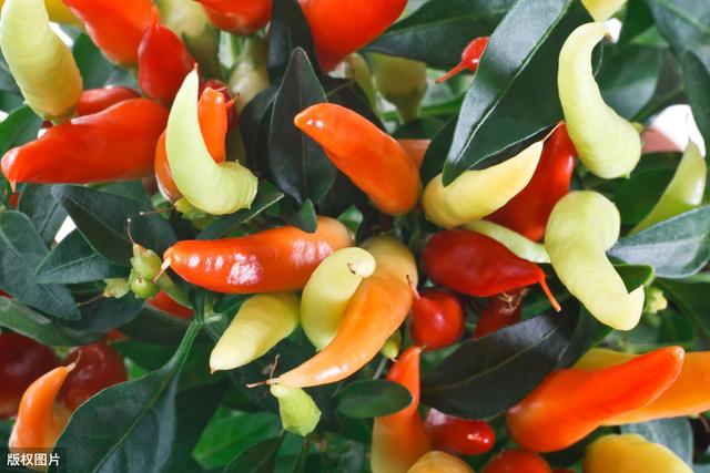 种植方法简单的观赏辣椒种植在阳台，既可观赏又可食用，