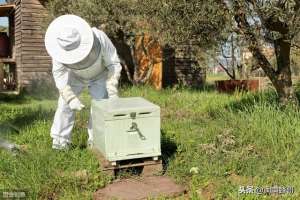 业余 养殖(业余养蜂爱好者，怎样养好蜜蜂呢？3个独到的见解)