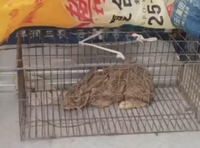 安徽三名男子捕捉一只野兔被罚！专家：保护动物，每只300元