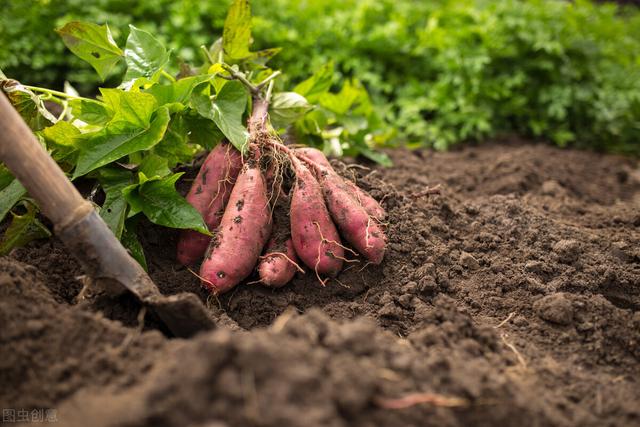 红薯什么季节栽种最好？与光照气温有关系，注意这些管理要点