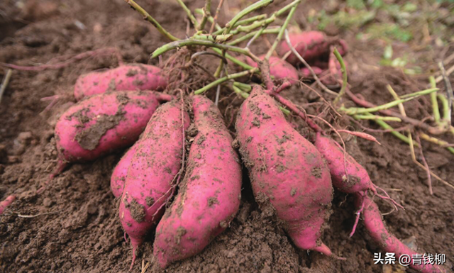 揭秘春季甘薯高产栽培的关键技术