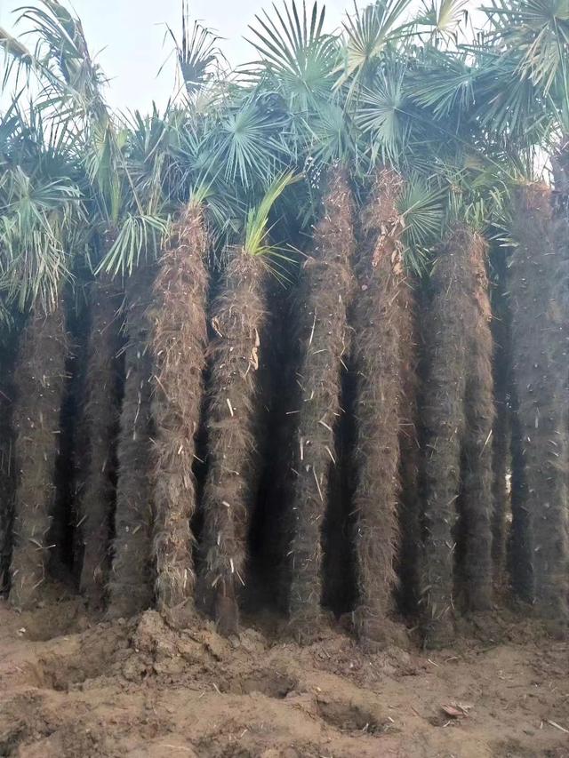 棕榈树种植方法