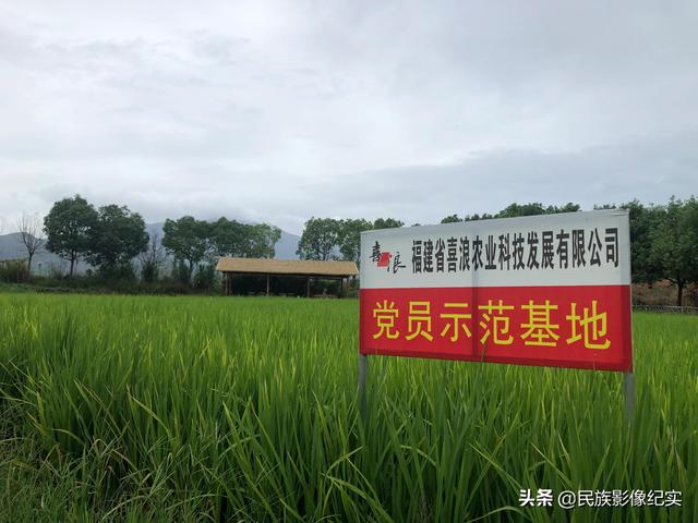 水稻之母：中国碗 要牢牢装满中国粮