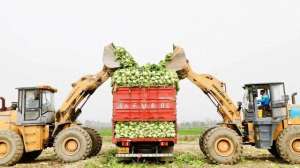 青菜种植机(亩产近7吨