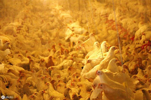 817肉鸡养殖的光照管理要点，有需要的养鸡户快来收藏