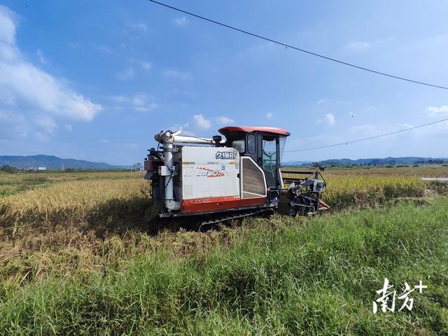 耐盐新稻种增产37%！惠州盐碱地种植水稻再获新进展