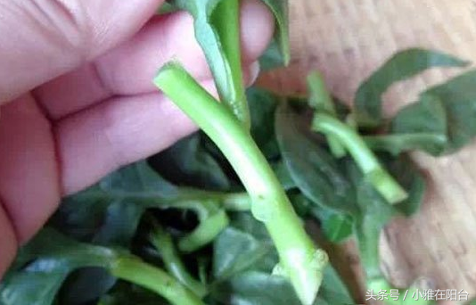 家庭怎么种木耳菜？一个好方法种起来真容易，比绿萝还长还美！