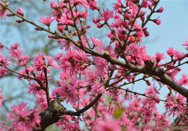 桃花中的珍品—菊花桃：漂亮菊花桃的栽培、修剪、繁殖你会吗？