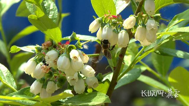微视频丨河北易县：栽种蓝莓树 致富“蓝”不住