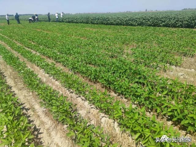 吉林地区大豆高效栽培技术