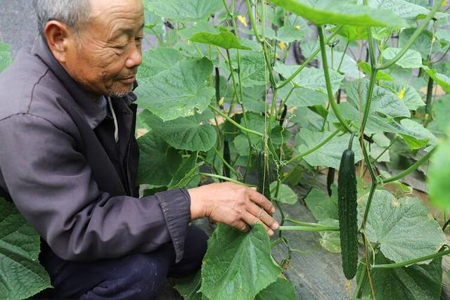 济宁曲阜市吴村镇种植一个月大棚黄瓜喜获丰收