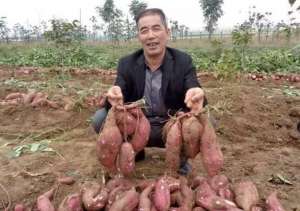 红薯芽怎么种植技术(农民种红薯，栽苗后的高产管理的技术要点有那些？建议做好这7点)