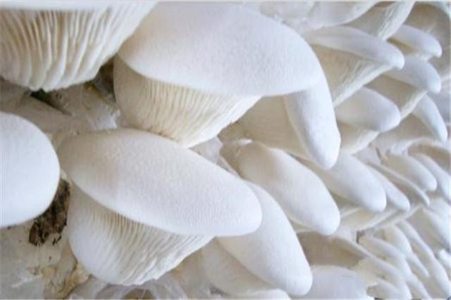 白灵菇栽培技术，栽培小技术，及科学管理，记住这些提高产量