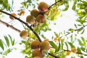 桃苗种植与管理(桃树的栽培与管理，这些技巧你知道吗？进来学习一下吧)