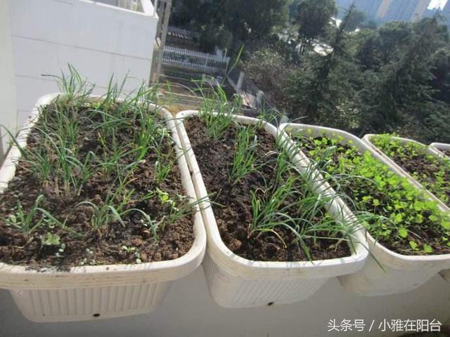 在花盆里种韭菜，一个小方法，韭菜长势旺，收获不断