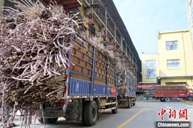 广西百年“甘蔗县”迎榨季 满载“甜蜜”的卡车排长队