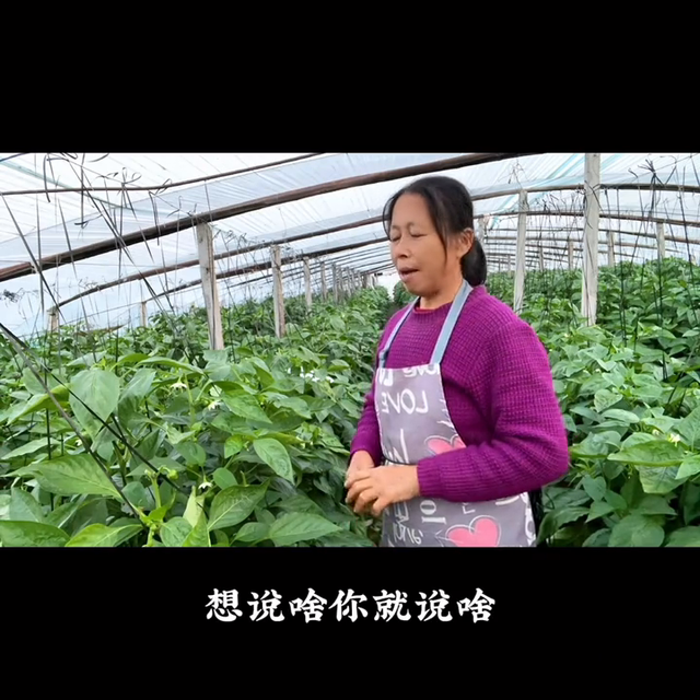 #大棚蔬菜种植视频