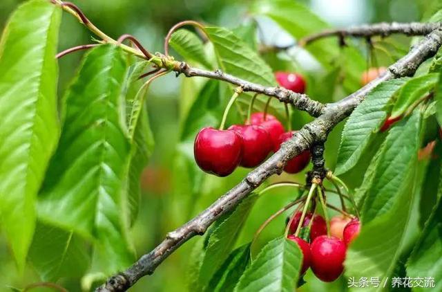 樱桃种子养成樱桃树只需要3~7年，怎么养才能成功发芽呢？