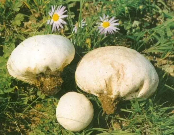 牛屎菇种植技术(农村山上长的一种菌菇，顶部冒出烟雾味道难闻，其实是山珍)