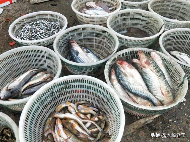 春季买鱼，这5种鱼都是野生海鱼，不能人工养殖，遇到后可别错过