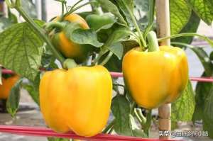 菜椒的种植(掌握好栽种甜椒的时间，用对种植方法，才能使辣椒长得更好)