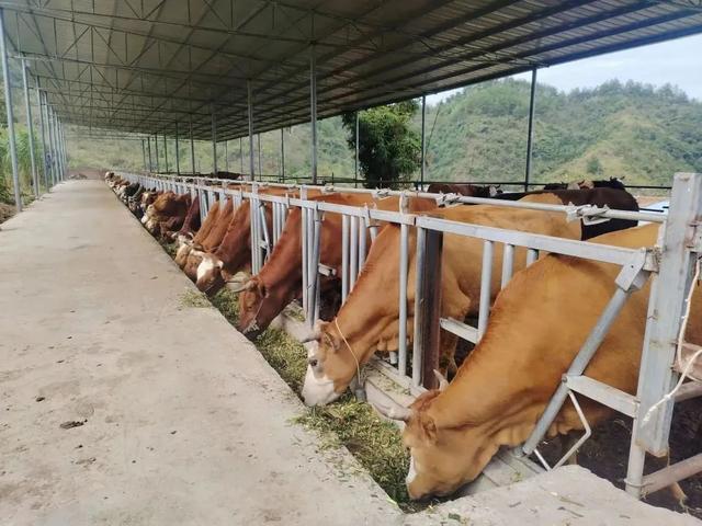 【引肉牛 扩规模】荆角乡多举措持续发展壮大肉牛产业