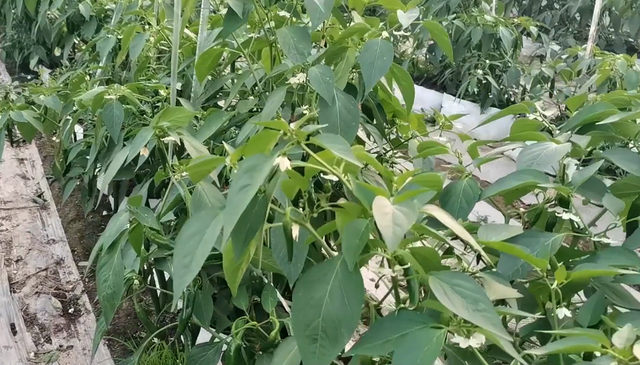 辣椒换成无土栽培，掌握2个种植技巧，不多花钱也能高产