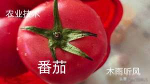 大地西红柿种植技术(番茄种植技术与管理方法)