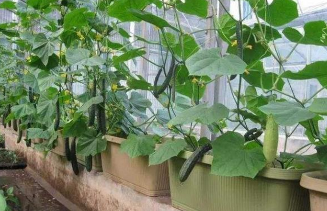 阳台不种花，那就种盆黄瓜，结果量大口感好，安全绿色无公害
