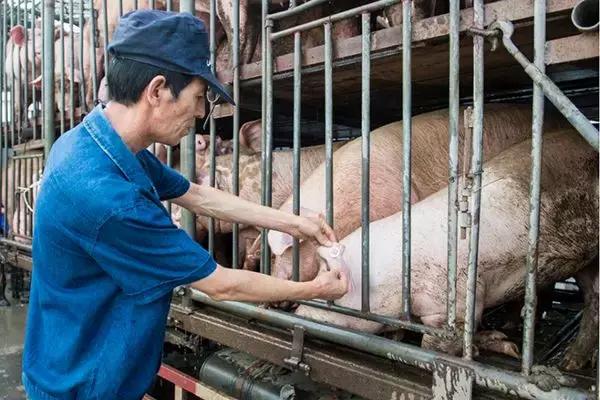 养猪人必读！最新生猪养殖政策出炉，这35条需牢记！