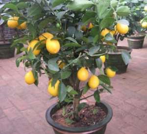 柠檬养殖方法(养盆栽柠檬，记住2个“注意事项”，再也不落叶，枝头挂满果)