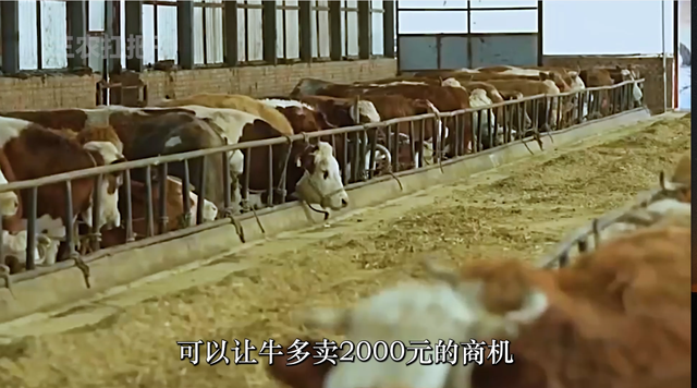 退伍军人返乡养牛，通过一系列养殖妙招，年销售额高达9000多万元