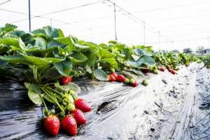 夏季草莓种植技术(七月高温来袭，草莓怎么管理？学会6个技巧，轻松越夏，丰收不难)