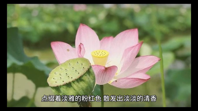 湘莲：湖南的瑰宝，莲花的传奇！#原创视频