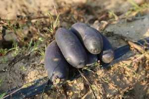 黑金刚土豆种植技术(黑土豆利润高，市场前景到底如何？附各地区种植时间)