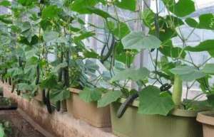 黄瓜种植间距(阳台不种花，那就种盆黄瓜，结果量大口感好，安全绿色无公害)