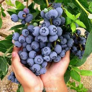 蓝莓阳台种植方法(阳台种蓝莓，几个小绝招，一串花一串果，一盆一百多)