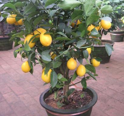 室内养盆栽柠檬，做好4步，别忘1个“小动作”，果子又多又漂亮