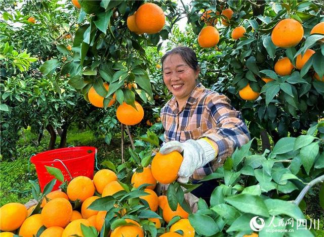 四川仁寿：果园柑橘香，果农笑颜开