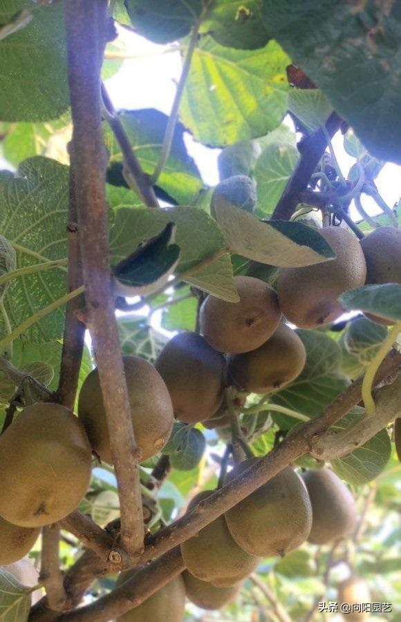 1.5买的猕猴桃苗子，养了5年，结了200斤果子，分享种植教程