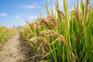 水稻适宜种植在(来看看稻谷最佳的种植季节)