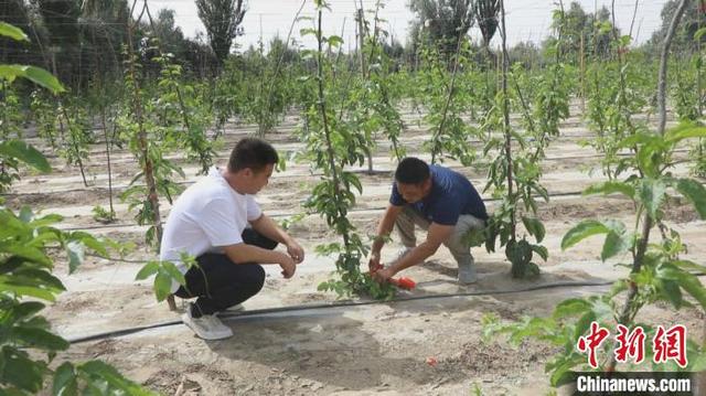 露天种植会否成为新疆南果北种新方式？