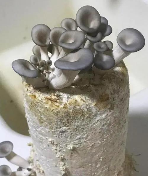 在家就能种蘑菇，既好玩又有高收获，赶快来学