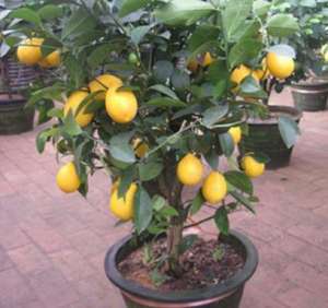 柠檬盆栽养殖(室内养盆栽柠檬，做好4步，别忘1个“小动作”，果子又多又漂亮)
