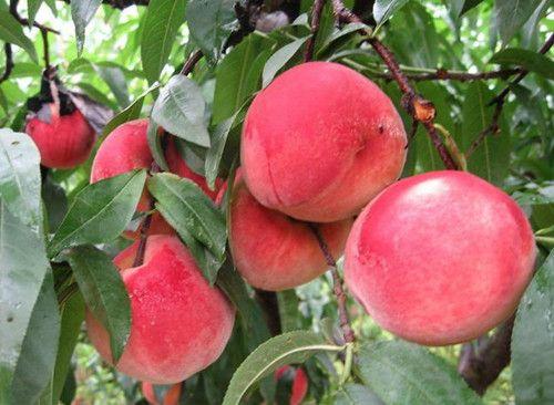 桃树品种介绍之三——中华寿桃