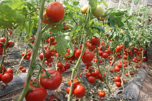 大棚如何种出高产优质的西红柿？种植管理上应当注意这几点