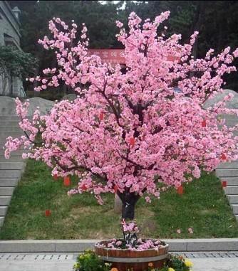 桃花盆景怎么养，有什么含义？